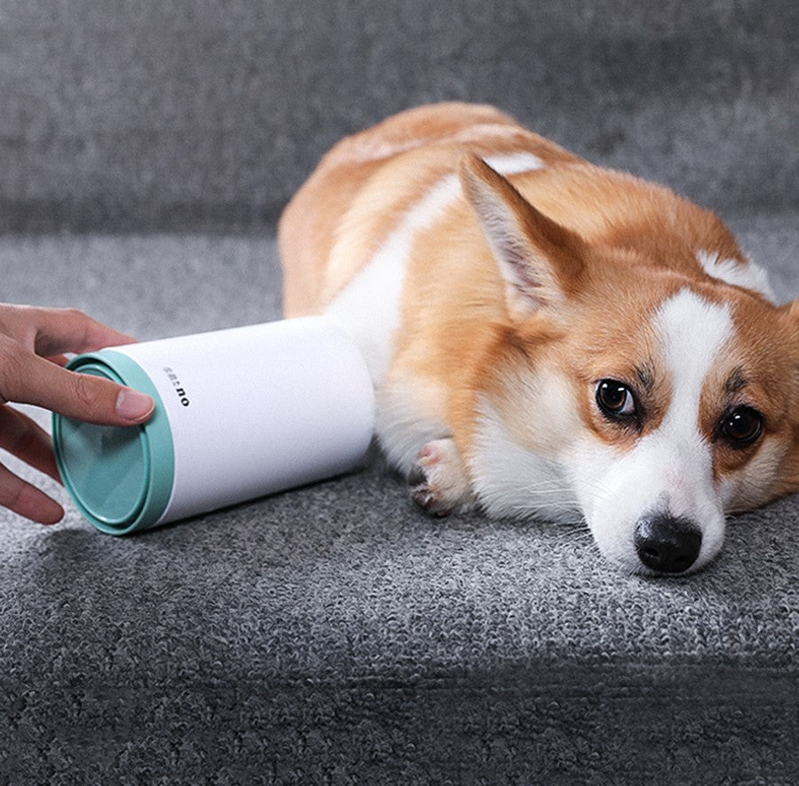 Orange puppy putiing his paws in the paw cleaning cup for cleaning